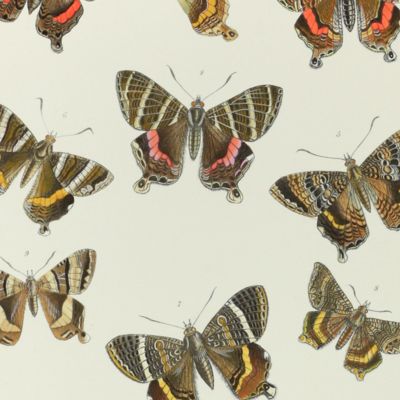 image for Observations on the Uraniidae, a family of lepidopterous insects, with a synopsis of the family and a monograph of <em>Coronidia</em>, one of the genera of which it is composed.
