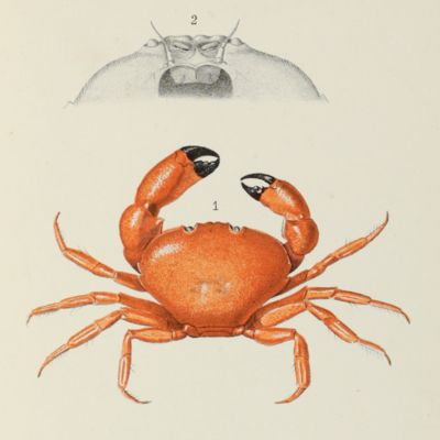 Catalogue des crustacés marins, recueillis aux Açores durant les mois d'Août et Septembre 1887.