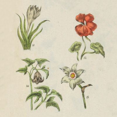 image for Johann Hills Beschreibung der äusserlichen Theile der Pflanzen oder allgemeine Einleitung in die Botanik.