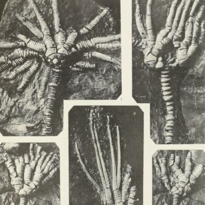 The British Carboniferous Crinoidea. Volumes I-II [FULL COMPLETE SET in ten original parts].