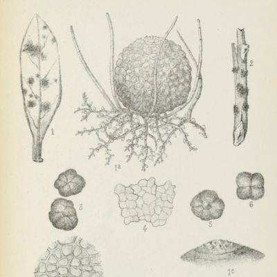 image for Contribution à l'étude des champignons inférieurs, famille des périsporiacées: le genre <em>Meliola</em>, anatomie, morphologie, systématique.