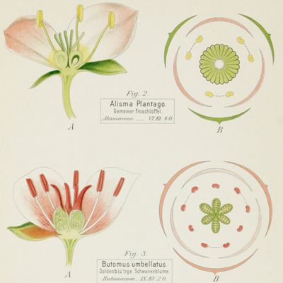 Blütendiagramme nebst Längsschnittbildern von ausgewählten einheimischen Blütenpflanzen, als Vertretern der Hauptabteilungen des natürlichen und des Linnéschen Pflanzensystems zur Einführung in das Verständnis des Blütenbaues und als Muster für das Diagramm-Zeichnen.