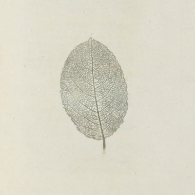 Botanisches Taschenbuch für die Anfänger dieser Wissenschaft und der Apothekerkunst auf das Jahr 1790.