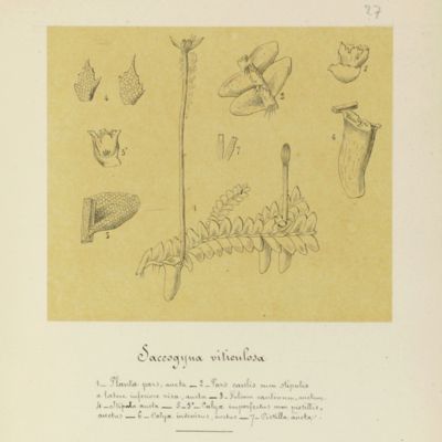 Synopsis Hepaticarum. Descriptiones Jungermanniarum. [Original Manuscript].