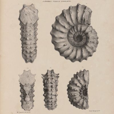 The Fauna of the Spiti Shales [Introduction and ammonites].