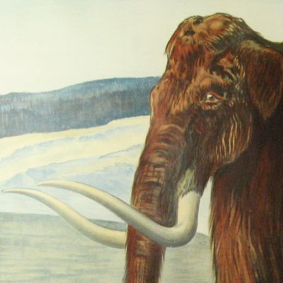 Mammoth - Mammut - <em>Elephas primigenius</em> Blum.