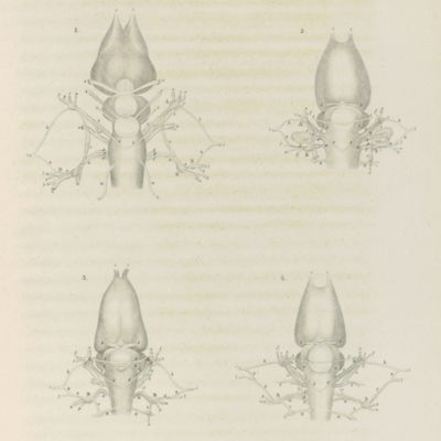 image for Amphibiorum nudorum neurologiae. Specimen primum.