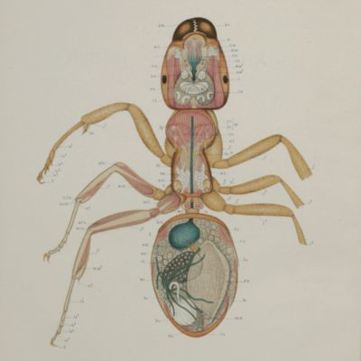 Materialy po yestestvennoy istorii murav'yev (Formicariae) Rossii. [Contribution to the  ants (Formicariae) of Russia].