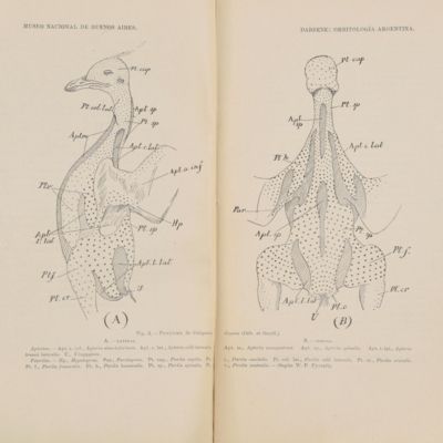 Ornitología Argentina. Estudios y exploraciones ornitológicas en la República Argentina.