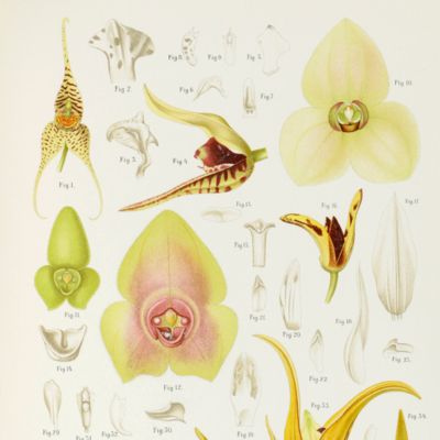 image for Ergebnisse der botanischen Expedition der Kaiserlichen Akademie der Wissenschaften nach Süd Brasilien im Jahre 1901.