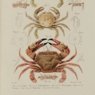 Histoire naturelle des crustacés comprenant l'anatomie, la physique et la classification de ces animaux. Atlas.