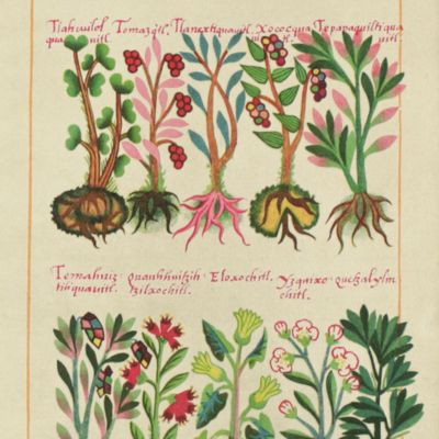 The Badianus Manuscript (Codex Barberine, Latin 241) Vatican library. An Aztec herbal of 1552. Introduction, translation and annotations by Emily Walcott Emmart.
