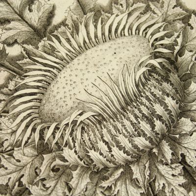 image for Plantae Alpinae carniolicae collegit et descripsit.