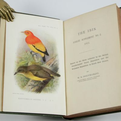 Report on the birds collected by the British Ornithologists' Union Expedition and the Wollaston Expedition in Dutch New Guinea.