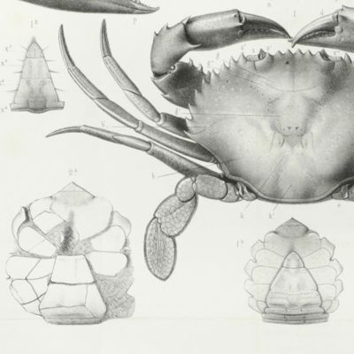 Histoire des crustacés podophthalmaires fossiles.