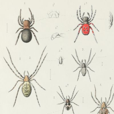 Les arachnides de Belgique. [Volumes] I-III. [complete].
