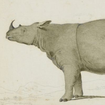 Description of the two-horned rhinoceros of Sumatra. [Bound with] Description for a species of <em>Chaetodon</em>, called by the Malays Ecan bonna.