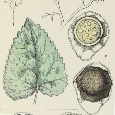 Icones fungorum omnium husque cognitorum ad usum sylloges saccardianae adcommodatae. [supplement:] Phycomycetes [Atlas].