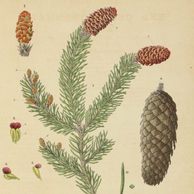 image for Botanicheskiy Atlasŭ [Botanicheskiy atlas; Russian botanical atlas]