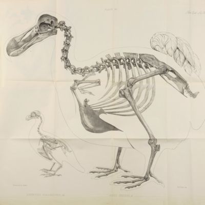 On the osteology of the dodo. [AND] On the dodo (Part II). Notes on the articulated skeleton of the Dodo ( <em>Didus ineptus</em>, Linn.) in the British Museum.