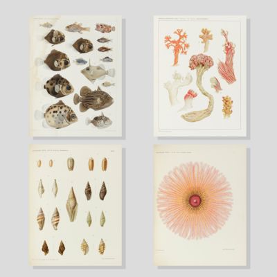 Résultats des explorations zoologiques, botaniques, océanographiques et géologiques entreprises aux Indes Néerlandaises Orientale en 1899-1900, à bord du Siboga sous le commande de G. F. Tydeman, publiés par Max Weber. Livraison 1-148. [All published].