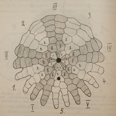 Faune de la Russie et des pays limitrophes fondée principalement sur les collections du Musée Zoologique de l'Académie Impériale des Sciences de Petrograd. Échinodermes (Echinodermata) des mers Russes. Volume I. Livraison 1.
