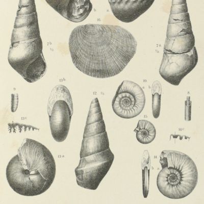 Lethaea geognostica. Handbuch der Erdgeschichte. Mit Abbildung der fur die Formationen bezeichendsten Versteinerungen. Mesozoikum. Band 1. Trias. Lieferung 3. Die alpine Trias des Mediterrangebietes.