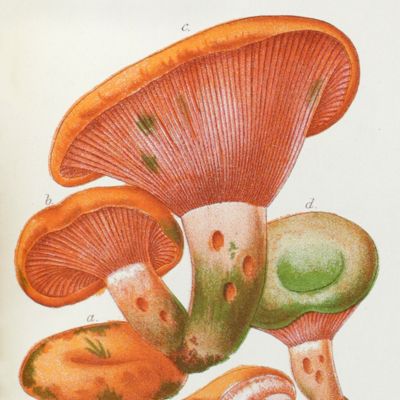 image for I funghi mangerecci e velenosi dell'Europa media con speciale riguardo a quelli che crescono nel Trentino nell'aila Italia. II edizione.