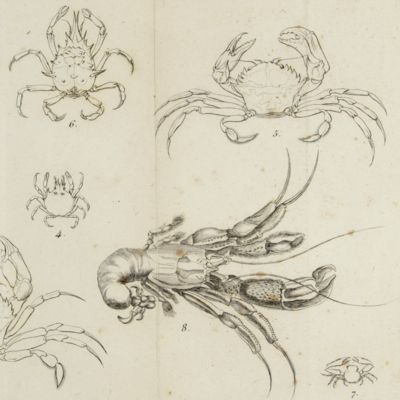 Histoire naturelle des crustacés des environs de Nice. Ornées de gravures.