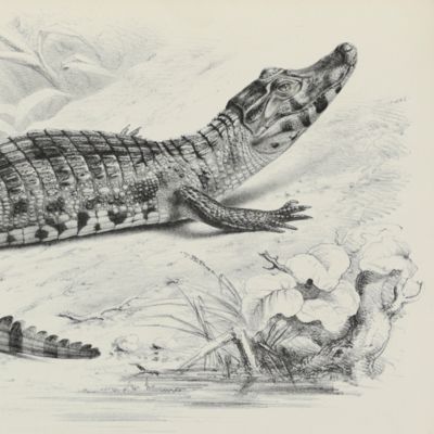 Synopsis of the species of recent crocodilians or emydosaurians, chiefly founded on the specimens in the British Museum and the Royal College of Surgeons.
