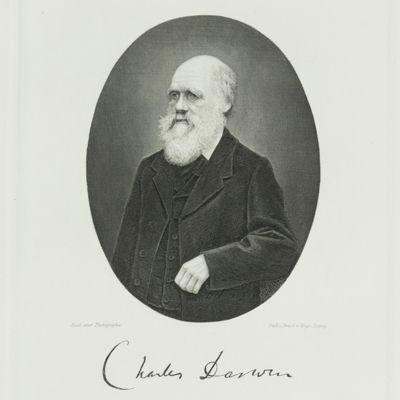 image for Portrait. Oval engraving by Weger.