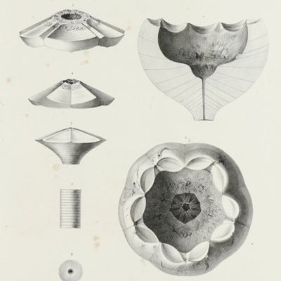 Histoire naturelle generale et particuliere des crinoides vivans et fossiles.