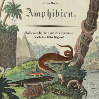 Die Naturgeschichte in getreuen Abbildungen und mit ausführlicher Beschreibung derselben. Amphibien.