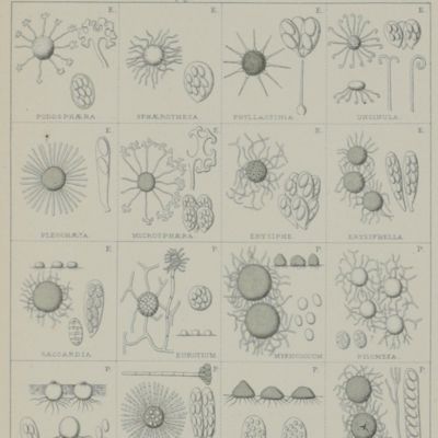 Révision des champignons tant supérieurs qu'inférieurs trouvés jusqu'à ce jour dans les Pays-Bas. I-II. [Complete] [AND] Catalogue raisonné des champignons des Pays-Bas.