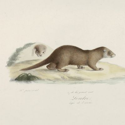 image for Histoire naturelle des mammifères, avec les figures originales, coloriées, dessinées d'après des animaux vivans. Various groups.
