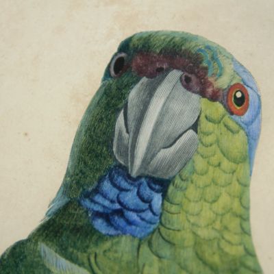 image for Two framed prints of parrots [by Barraband] from the <em>Histoire naturelle des perroquets</em>.