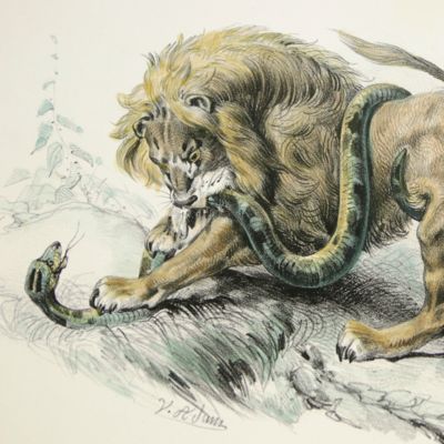 image for Lion and snake.
