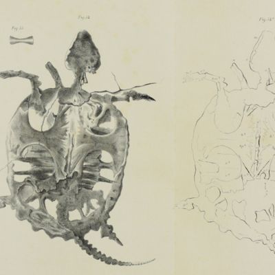 image for Des tortues fossiles conservées dans le Musée Teyler et dans quelques autres musées.