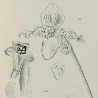 Die Orchideen von Java. [Complete with all text and plates].
