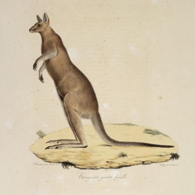 image for Histoire naturelle des mammifères, avec les figures originales, coloriées, dessinées d'après des animaux vivans. Marsupials.