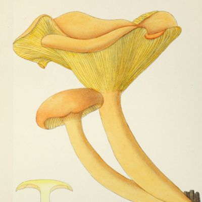 Contribution à la flore mycologique du territoire de Belfort. Catalogue raisonné des champignons qui y croissent.