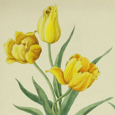 image for Original hand-coloured pen & ink drawings and watercolours of flowers.