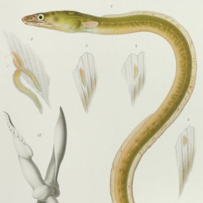 image for Fauna und Flora des Golfes von Neapel und der Angrenzenden Meeres-Abschnitte. <em>Ichthyotomus sanguinarius</em>. Eine auf Aalen schmarotzende Annelide.