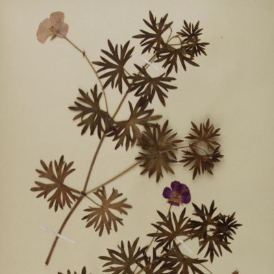 Herbarium vivum. A German herbarium collected and arranged by Robert Schäfer.