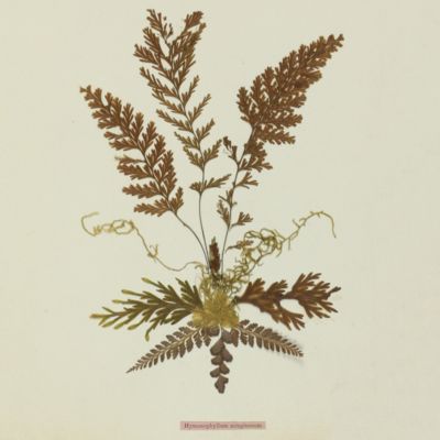 New Zealand ferns. Prepared and mounted by T. Cranwell.