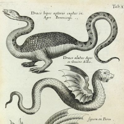 Historiae naturalis de serpentibus libri duo.