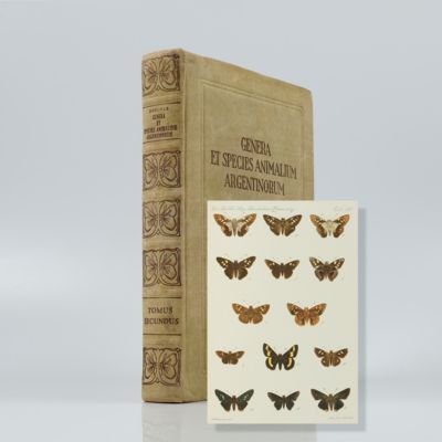 Genera et species animalium Argentinorum. Insecta Lepidoptera (Rhopalocera). Tomus II.