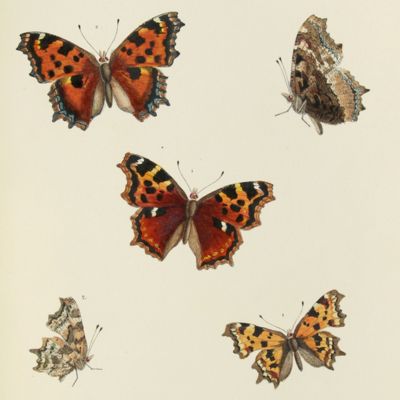 image for Entomographie de la Russie. Tome V. Lepidoptères de la Russie. I. Nymphalides.