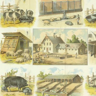 Landwirtschaftliche Tafeln. XXV. Schweinezucht. Zusammengestellt und beschrieben von  Max Baron v. Washington.
