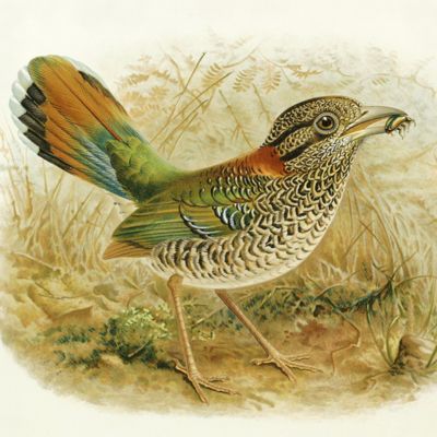 Histoire physique, naturelle et politique de Madagascar. XII-XV. Histoire naturelle des oiseaux. [AND] XII. Supplément. [Complete].